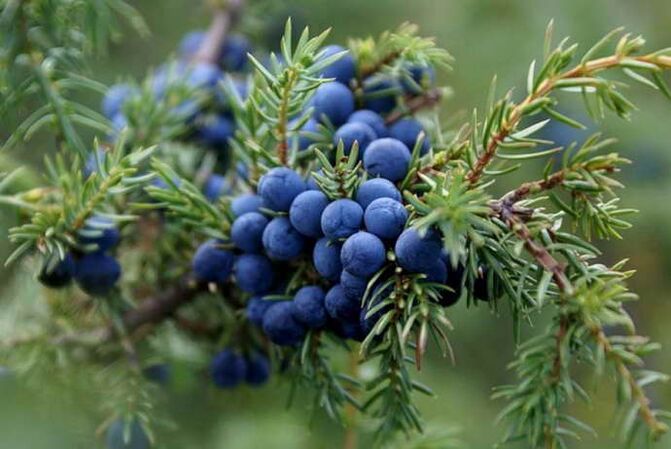 Juniper used to treat cervical osteochondrosis